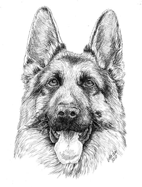 Realistic German Shepherd Dog Coloring Pages Clip Art Library