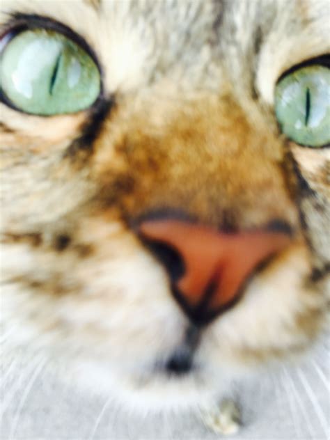 Funny Zoomed In Cat Face Cat Mania