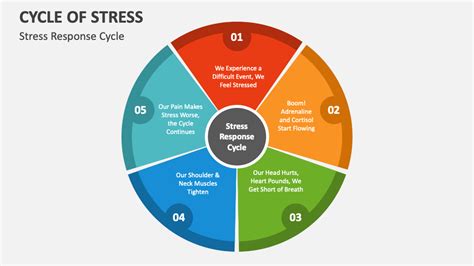 Cycle Of Stress Powerpoint Presentation Slides Ppt Template