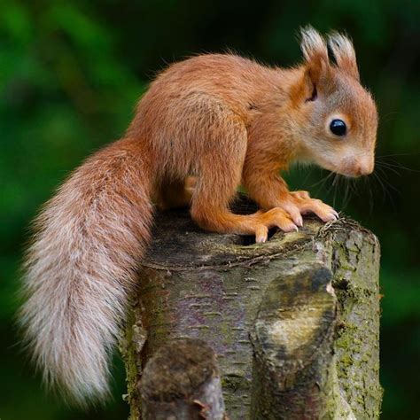 Cute Baby Squirrel Eekhoorn Cute Squirrel Red Squirrel Fox Squirrel