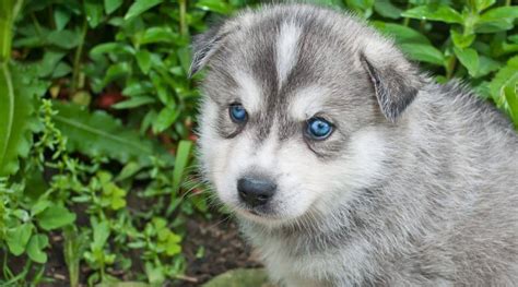 Siberian Husky Mixes 20 Different Cross Breeds With Pictures
