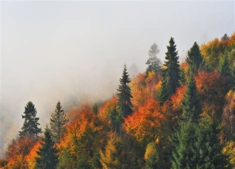 Foggy Morning In The Carpathian Mountains Stock Image Image Of Nature