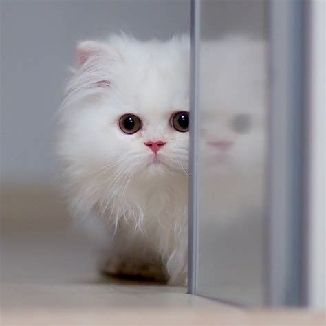 Pretty White Kitten Pictures Photos And Images For Facebook Tumblr