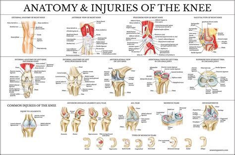 Check spelling or type a new query. Knee Joint Anatomical Chart (Laminated) - Palace Learning