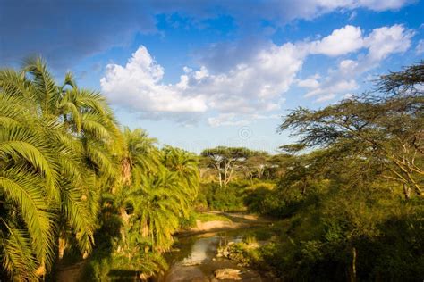 African Landscape With River And Palms Tree Stock Image Image Of Park