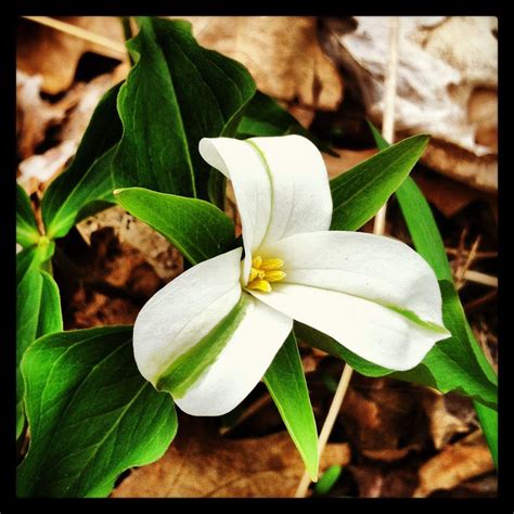 When Trillium Flowers Go Green — In Defense Of Plants