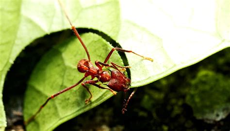 Farmer Ants Leafcutters1600 Futurity