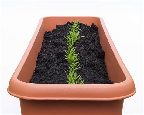 How To Grow Carrots In Containers Successfully