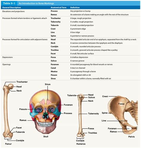 Anatomy Quiz Bone Markings Anatomy Bones Basic Anatomy And