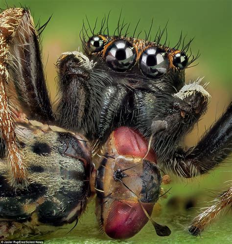 Javier Rupérez Takes Close Up Photos Of Spiders Daily Mail Online