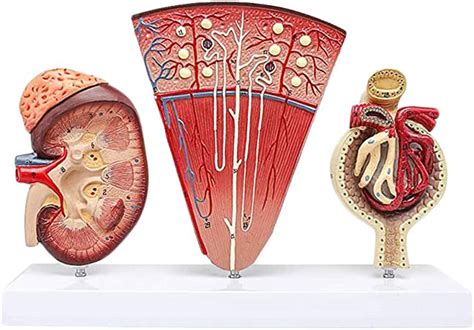 Luckfy Human Anatomy Kidney Model Nephron Glomerular