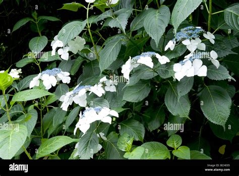 Hydrangeas Macrophylla Veitchii Blue And White Flower Stock Photo Alamy