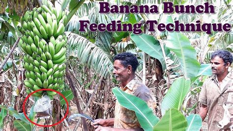 Banana Bunch Feeding Technique In Banana Farming Banana Tree