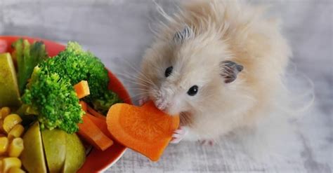 What Do Hamsters Eat Az Animals