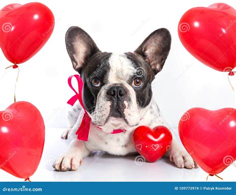 Cute Dog With Heart Shape Balloons Stock Photo Image Of Friend Cute