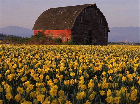 Yellow Flower Garden Scenic Pictures Red Barn Old Barns