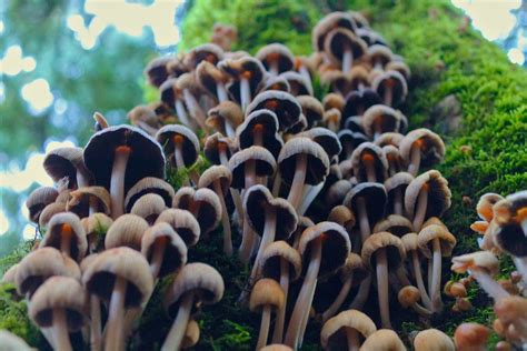Therapeutic Use of Magic Mushrooms in Oregon | Wiley Psychology Updates