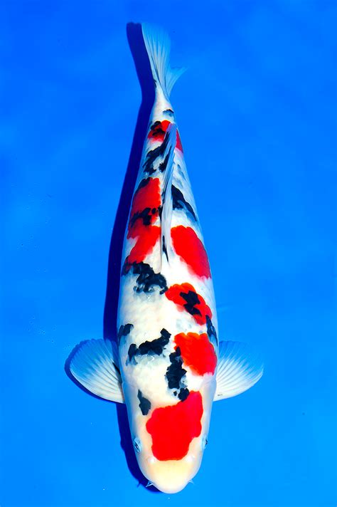 Taisho Sanke. During the early 1900's, a new variety of koi was created