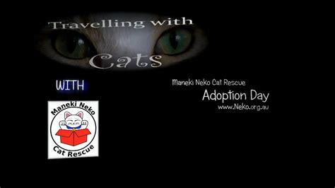 Maneki Neko Cat Rescue Adoption Day Youtube