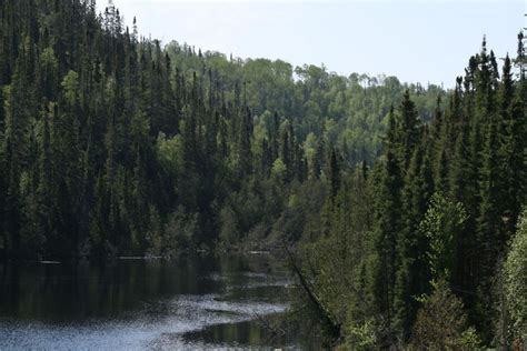 Boreal Forest Agreement Bogged Down Environmentalists Say