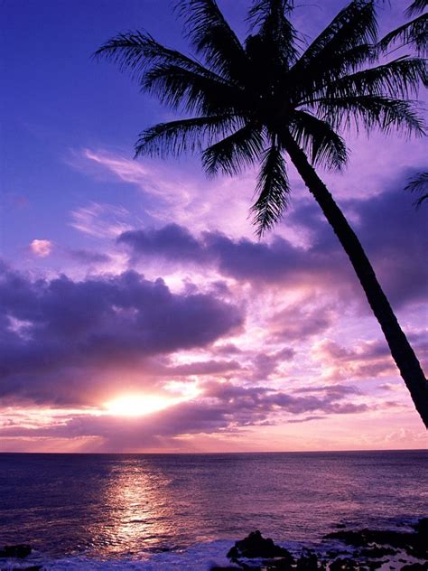 Blue dandelion macro wallpapers new 860 best natural wallpaper. Nature - Tahitian Paradise Sunrise Beach - iPad iPhone HD ...