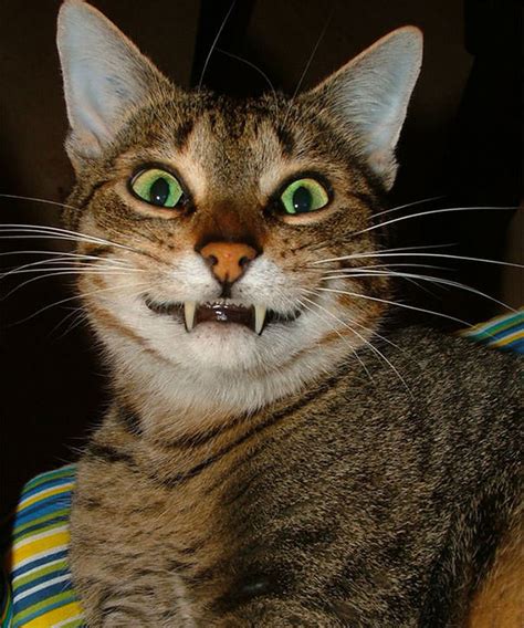 10 Of The Cats With The Most Adorable Smile