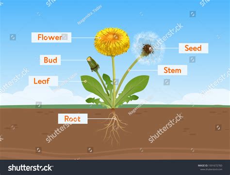 Parts Dandelion Flower Illustration Stock Illustration 1591672783