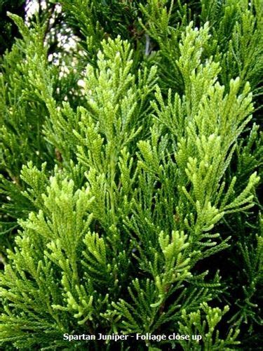 Free shipping on all orders over $199. Juniper - Spartan / Size 2 | Privacy plants, Plants ...