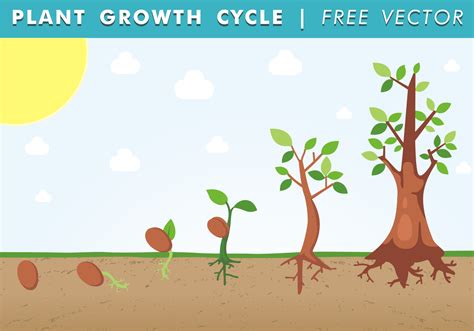 Phases Of Plant Growth