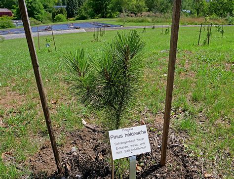 Dieser botanische garten hat vor allem auch eine besondere. Buchentod im Botanischen Garten - Universität Würzburg