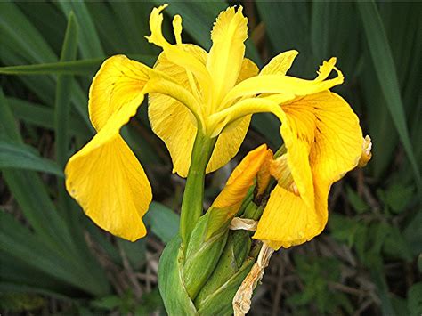 Yellow Iris Iris Pseudacorus Naturespot