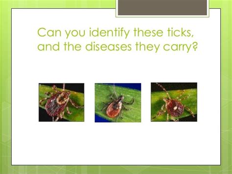 Ticks And The Diseases They Carry
