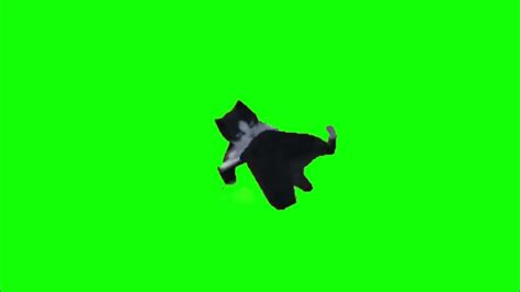 Cat Breakdancing Greenscreen Effect Download 60fps1080p Youtube