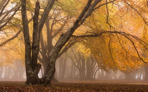 Forest Tree Landscape Nature Autumn Road Wallpaper 2560x1600 676665