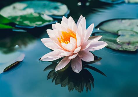 Découvrez La Signification Des Fleurs De Lotus Florajet