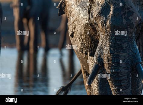 A Large African Elephant Seen At A Waterhole In Zimbabwes Hwange