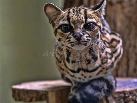 Portrait Of A Rare South American Margay Leopardus Wiedii Stock Photo