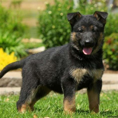 Why buy a german shepherd dog puppy for sale if you can adopt and save a life? German Shepherd Puppies For Sale | Greenfield Puppies