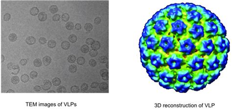 Cryo Em For Virus Like Particles Creative Biostructure