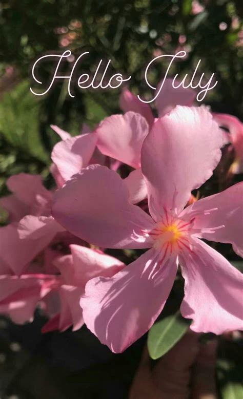 Hello July Hallo Juli 💕 📸 By Me Biggi Berchtold Hello July New Month
