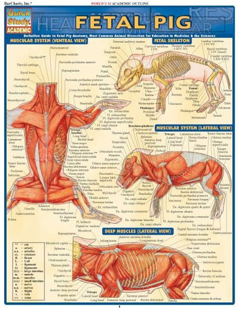 Fetal Pig Muscle Anatomy
