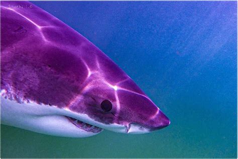 Shark Week Photos Of Sharks Near Cape Cod Shared By Atlantic White