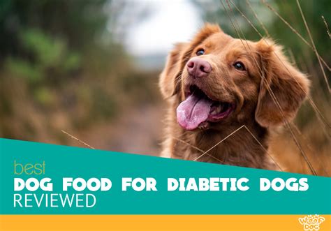5 Best Dog Food For Diabetic Dogs Our Top Pick For 2020 Revealed