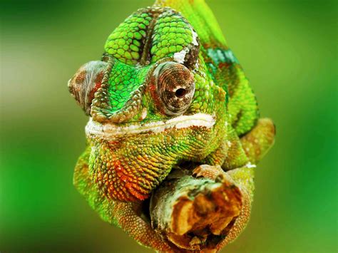 How To Take Care Of A Veiled Chameleon