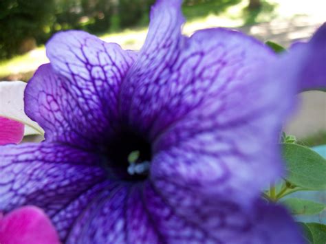 Purple Flower Photography Photo 23312760 Fanpop