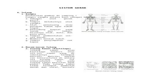 Materi Sistem Gerak Docx Document