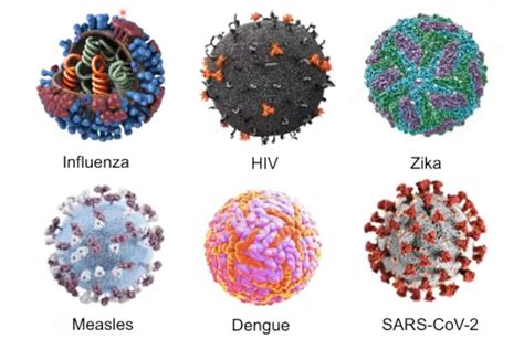 No Patógena La Mayoría De Los Virus Gaceta Unam