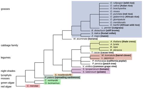 Taxonomic Tree Of The 31 Investigated Plant Species The Tree Is Based