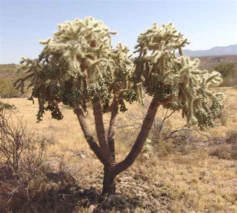 This plant lives in the sonoran desert and gives off a fuzzy teddy bear like appearance, but do not let his fuzzy arms fool you, he has spines that could stick to you if you get to close! Cholla
