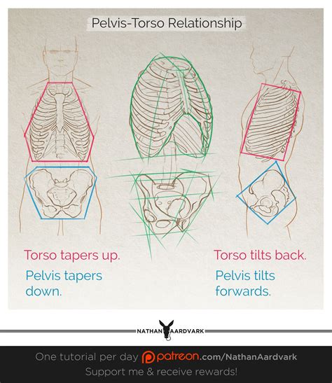 tutorial 151 pelvis torso relationship nathan aardvark anatomy reference human anatomy
